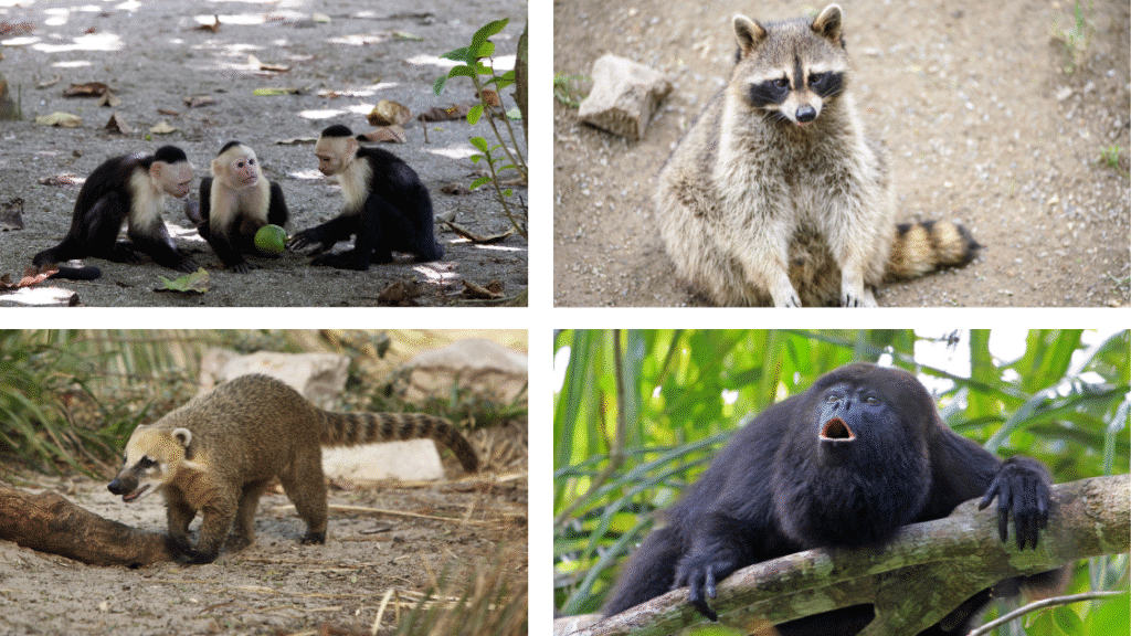 Voyager en Campervan au Costa Rica : guide complet pour débutants