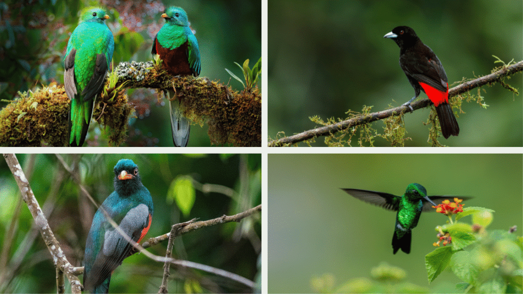 San Gerardo de Dota : guide complet pour explorer cette vallée secrète du Costa Rica