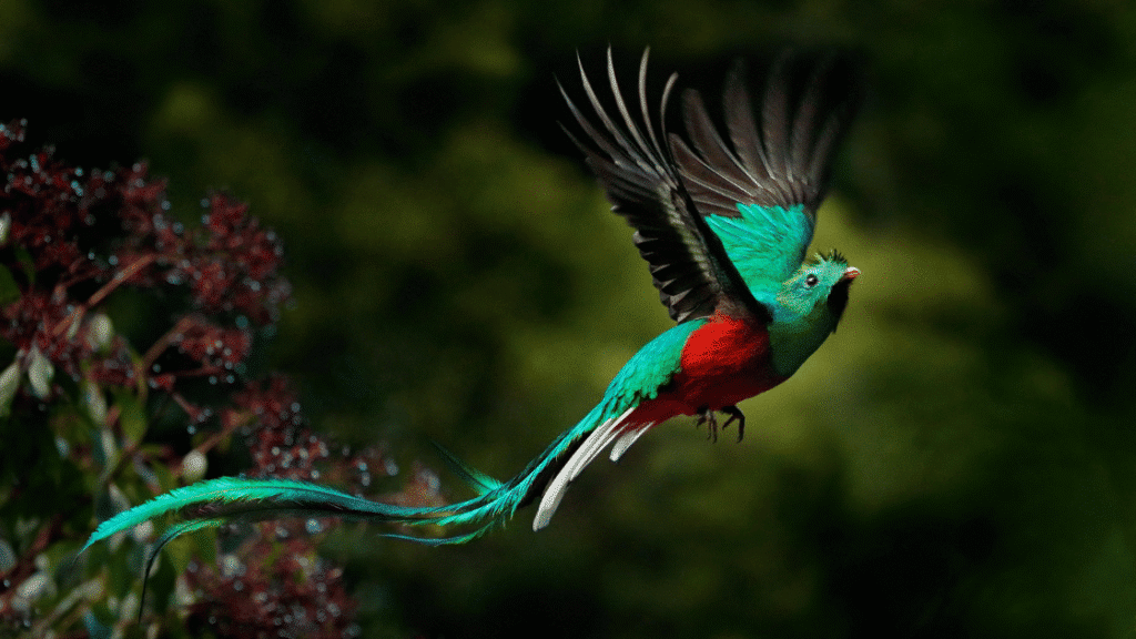 San Gerardo de Dota : guide complet pour explorer cette vallée secrète du Costa Rica