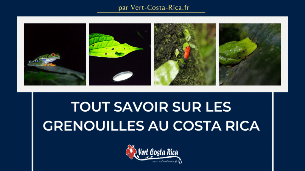 Tout savoir sur les grenouilles au Costa Rica.