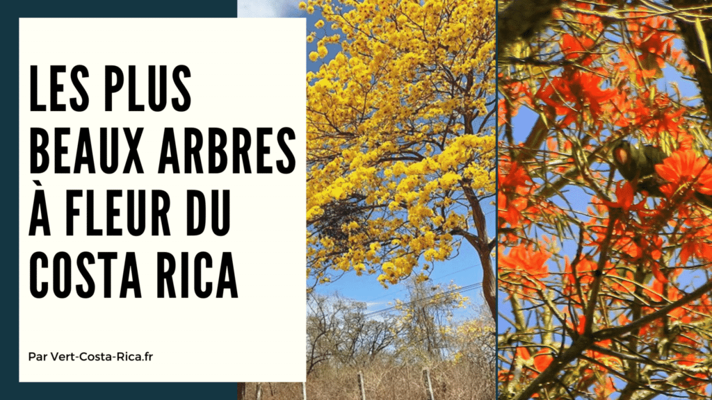 Les plus beaux arbres en fleur du Costa Rica