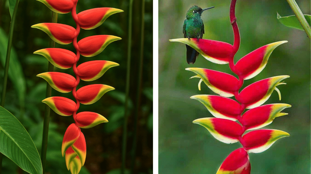 Un voyage fleuri : les 10 fleurs du Costa Rica à ne pas manquer