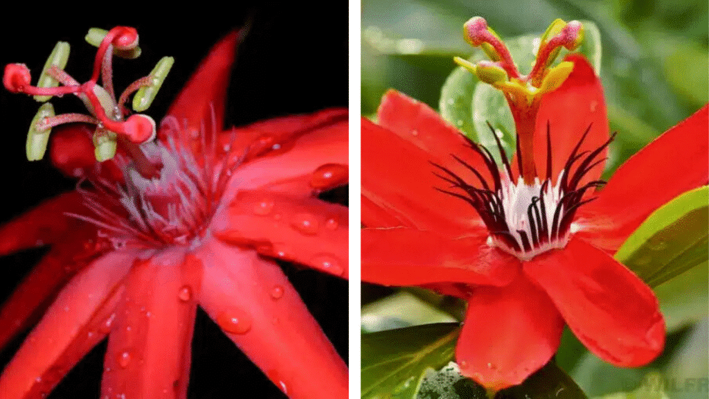 Un voyage fleuri : les 10 fleurs du Costa Rica à ne pas manquer