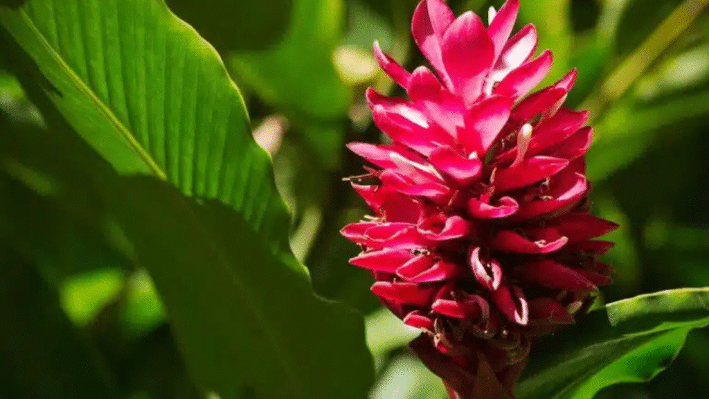 Un voyage fleuri : les 10 fleurs du Costa Rica à ne pas manquer