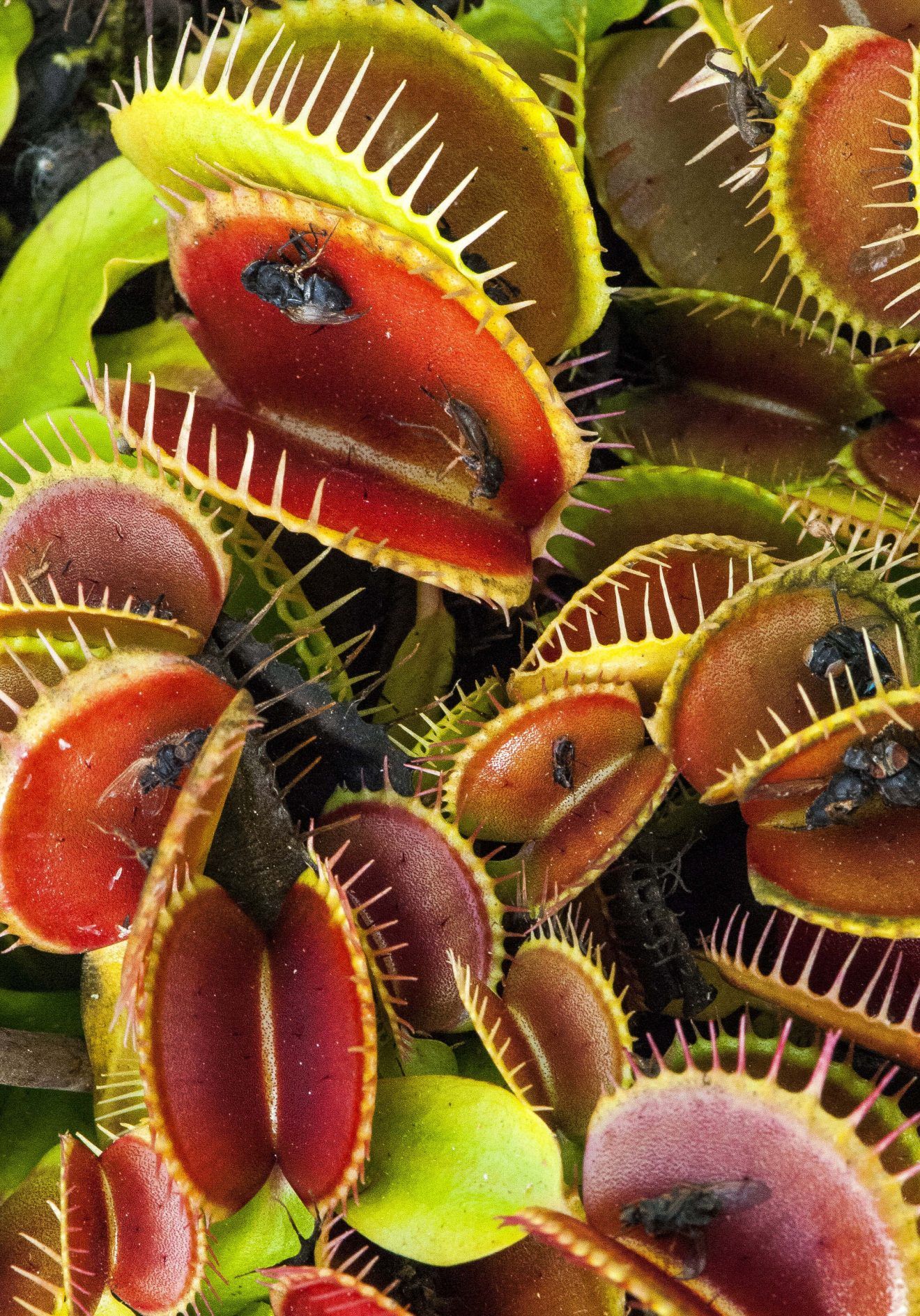 Plantes carnivores au Costa Rica : la plante la plus recherchée pendant la pandémie