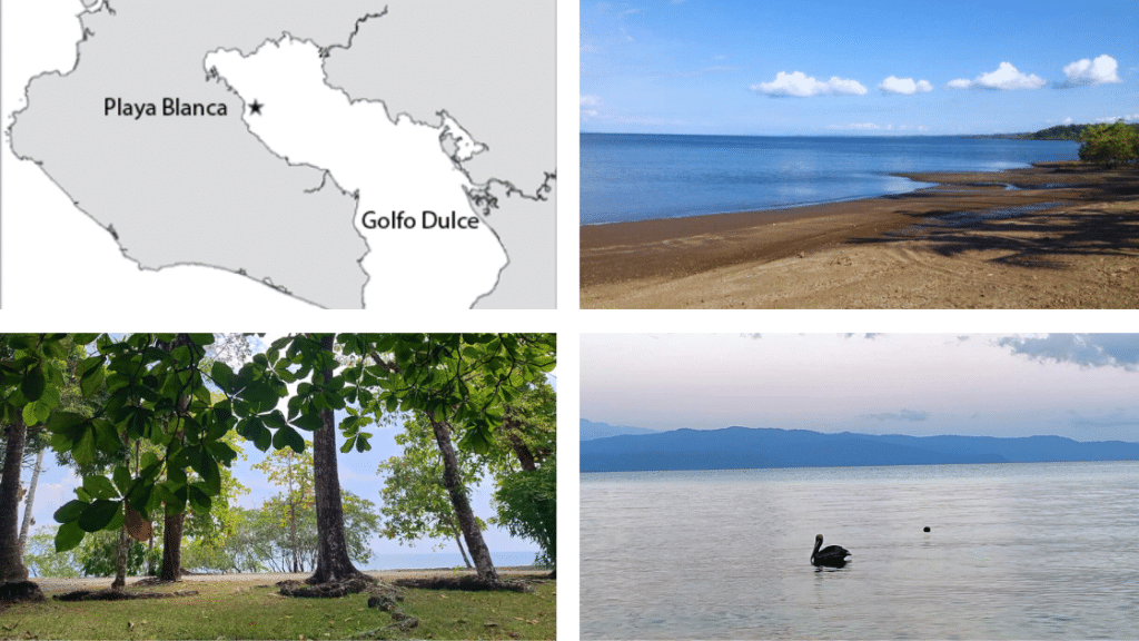 Playa Blanca : une perle sauvage du Golfo Dulce