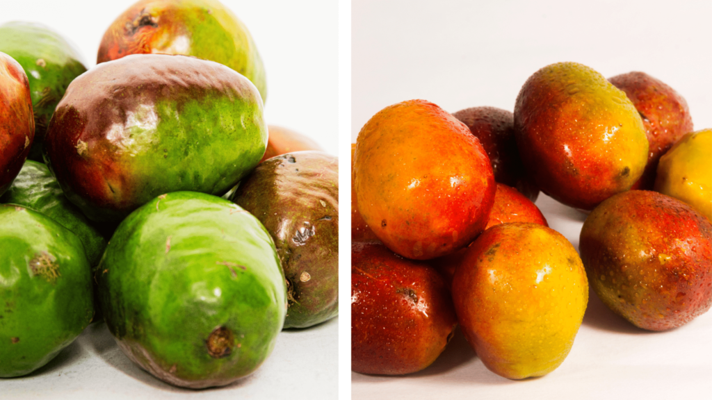 Jocote cuisine fruits gastronomie costarica vertcostarica 1