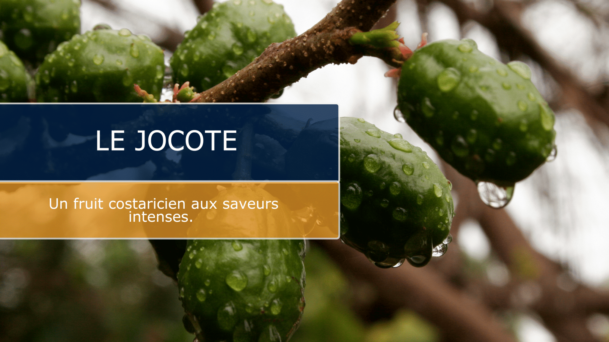 Le Jocote : Un fruit costaricien aux saveurs intenses