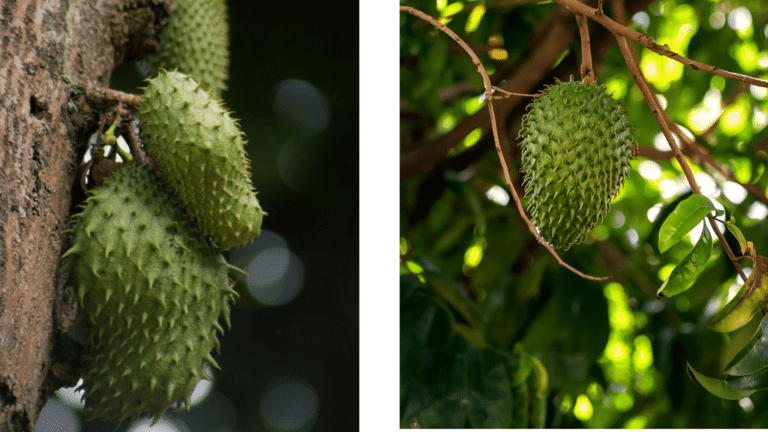 vertcostarica-cuisine-guanabana-costarica